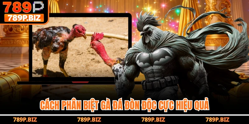 Cách phân biệt gà đá đòn độc cực hiệu quả
