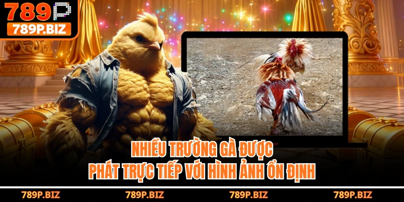 Nhiều trường gà được phát trực tiếp với hình ảnh ổn định