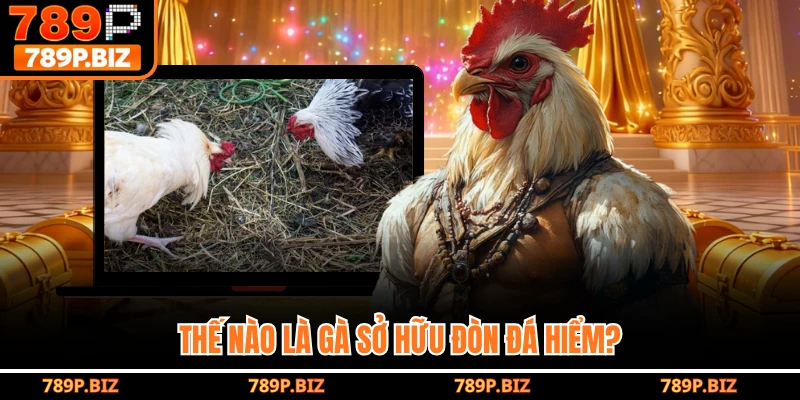 Thế nào là gà sở hữu đòn đá hiểm?